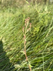 Atriplex prostrata