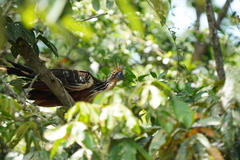 Opisthocomus hoazin
