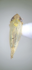 Cicadellidae
