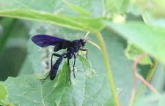 Gnamptopelta obsidianator