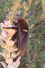 Mallophora leschenaulti