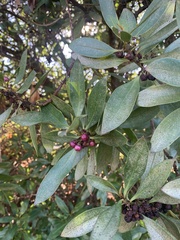 Myoporum laetum