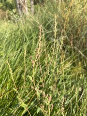 Atriplex prostrata