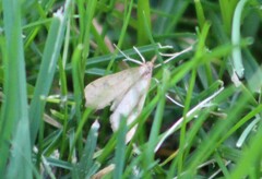 Udea profundalis