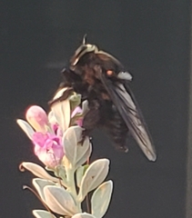 Mallophora leschenaulti