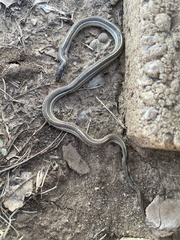 Tropidoclonion lineatum