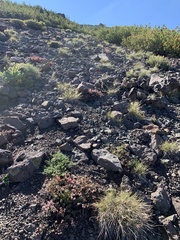 Eriogonum microtheca alpinum