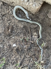 Tropidoclonion lineatum