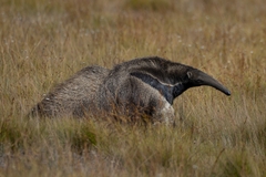 Myrmecophaga tridactyla