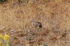Sylvilagus nuttallii