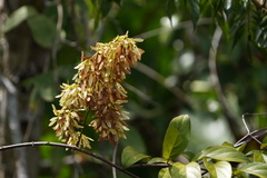Sapindaceae