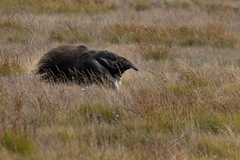 Myrmecophaga tridactyla
