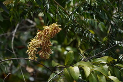 Sapindaceae