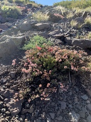 Eriogonum microtheca alpinum