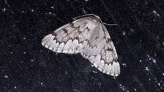 Nepytia canosaria