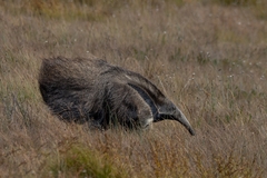 Myrmecophaga tridactyla