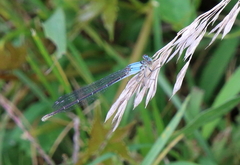 Argia moesta
