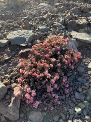Eriogonum microtheca alpinum
