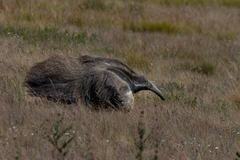 Myrmecophaga tridactyla