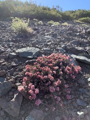 Eriogonum microtheca alpinum