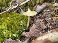 Entoloma murrayi