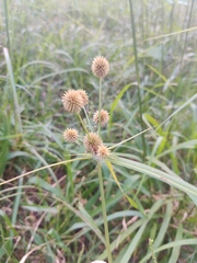 Cyperus echinatus