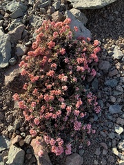 Eriogonum microtheca alpinum