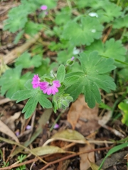 Geranium molle