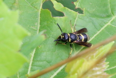 Euodynerus foraminatus