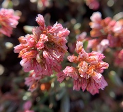 Eriogonum microtheca alpinum