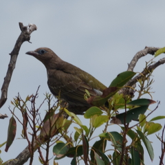 Sphecotheres vieilloti