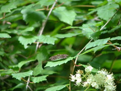 Staphylus hayhurstii