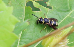 Euodynerus foraminatus