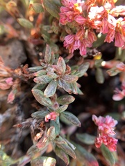 Eriogonum microtheca alpinum