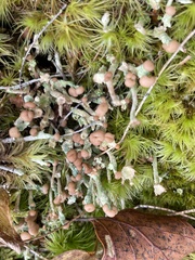 Cladonia chlorophaea