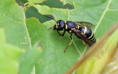 Euodynerus foraminatus