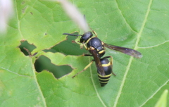 Euodynerus foraminatus