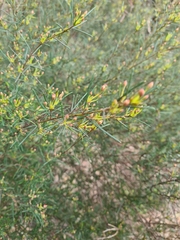 Ricinocarpos pinifolius