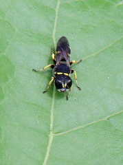 Ectemnius continuus