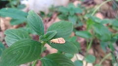 Miltochrista arcuata