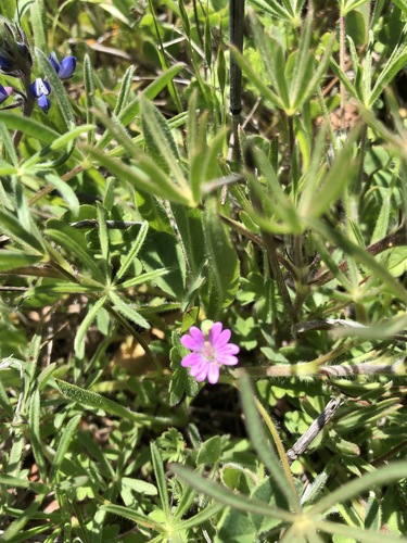 iNaturalist observation photo of Dove's-foot crane's-bill