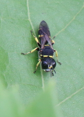 Ectemnius continuus