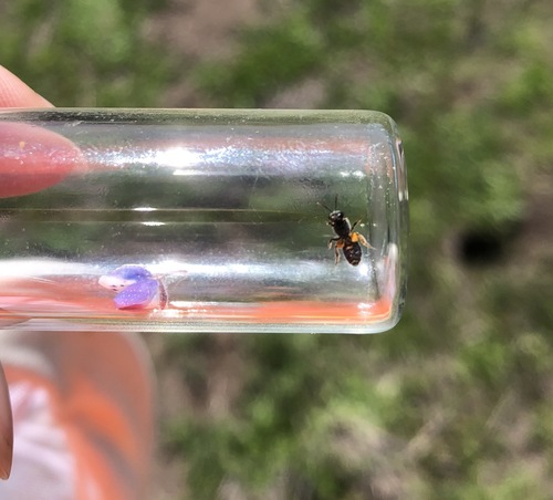 iNaturalist observation photo of Sweat and Furrow bees