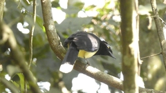 Cyanocorax chrysops