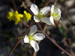 Heliophila macowaniana