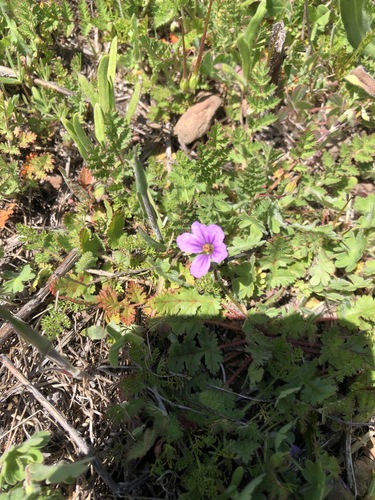 iNaturalist observation photo of Mediterranean Stork's-bill