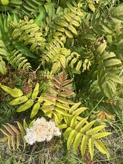 Sorbaria sorbifolia