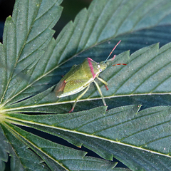 Thyanta pallidovirens