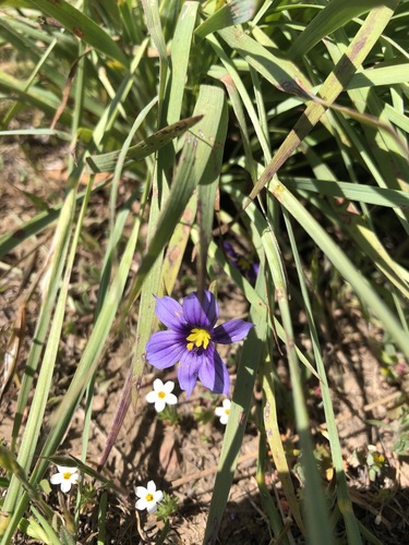 iNaturalist observation photo of western blue-eyed grass