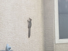 Sciurus niger